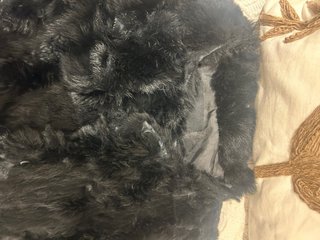 Abrigo de conejo negro