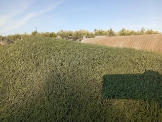 Césped artificial verde