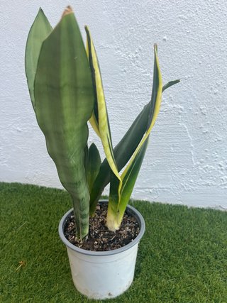 Sansevieria 3x1  planta lengua de suegra