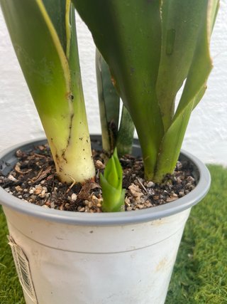 Sansevieria 3x1  planta lengua de suegra