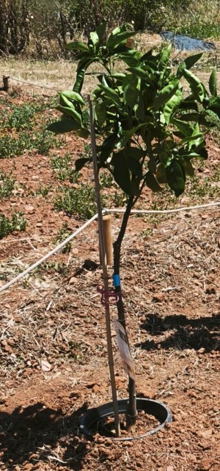 Naranjo 2 años en maceta