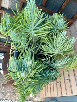 Senecio azul en maceta