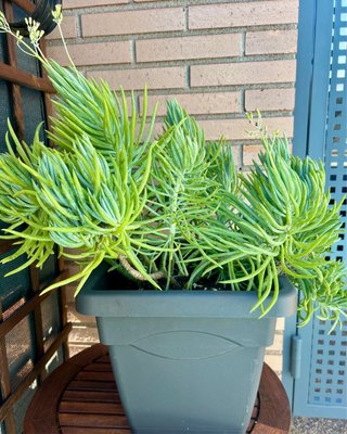 Senecio azul en maceta