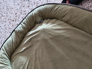 Cama Mullida para Perro o Gato (80x50 cm)