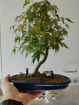 Bonsái Arce palmatum
