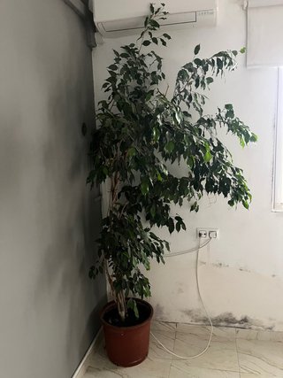 Ficus Benjamina grande en maceta