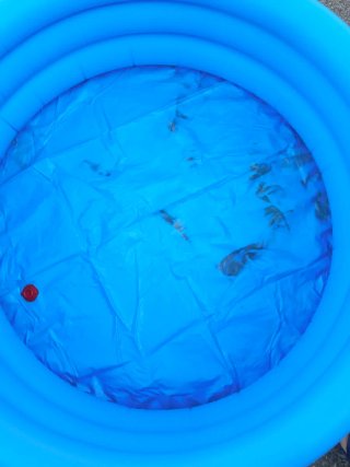Piscina hinchable infantil