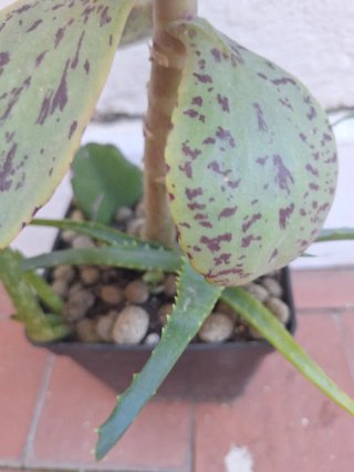 Kalanchoe moteada planta