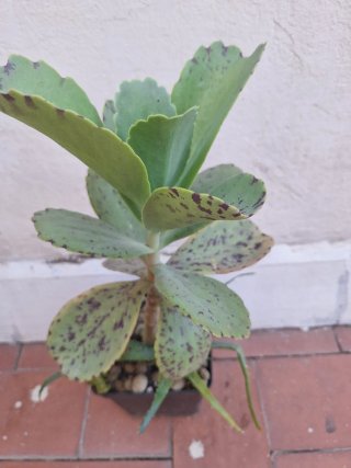 Kalanchoe moteada planta