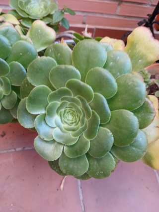 Lote de plantas suculentas variadas