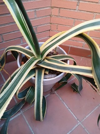 Lote de plantas suculentas variadas