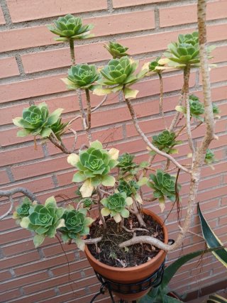 Lote de plantas suculentas variadas