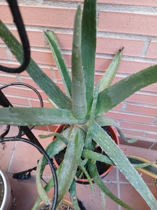 Lote de plantas suculentas variadas