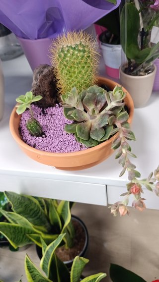 Centro de mesa cactus y suculenta