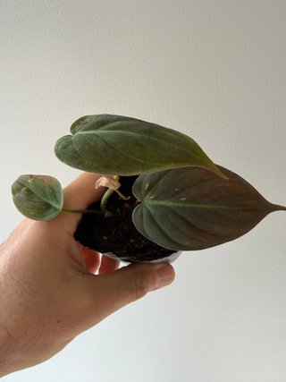 Philodendron Micans