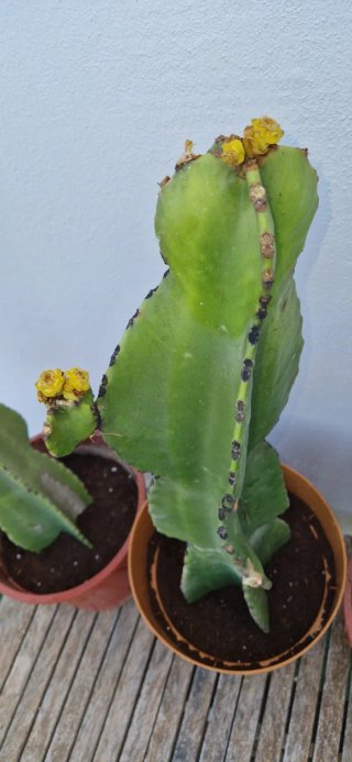 Euphorbia Ingens Cactus (árbol candelabro)