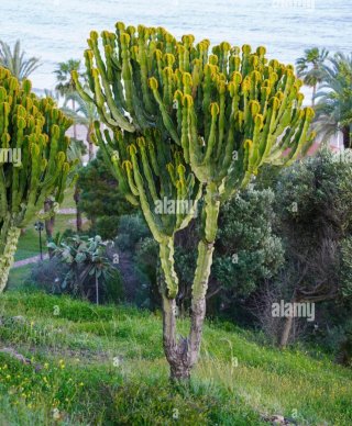 Euphorbia Ingens Cactus (árbol candelabro)