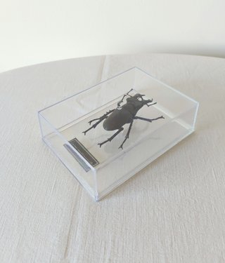 Lucanus maculifemoratus - insetto modello 3D