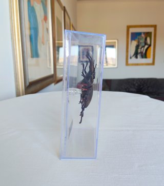 Lucanus maculifemoratus - insetto modello 3D
