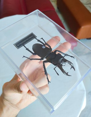Lucanus maculifemoratus - insetto modello 3D