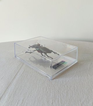 Lucanus maculifemoratus - insetto modello 3D