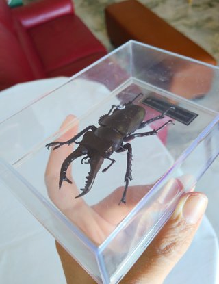 Lucanus maculifemoratus - insetto modello 3D