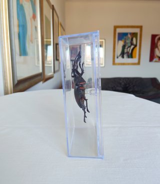 Lucanus maculifemoratus - insetto modello 3D