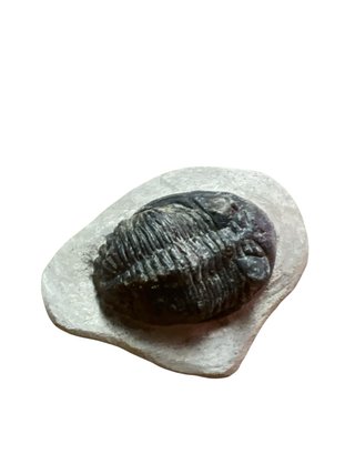 Trilobites Fósil Calidad