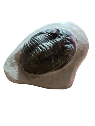 Trilobites Fósil Calidad