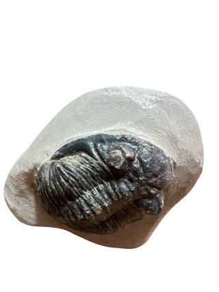 Trilobites Fósil Calidad