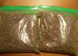 Semillas Pistacia Atlántica por kilos. Oct-2025