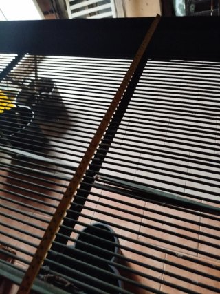 Criba de aceituna nueva. Sólo recoger en persona.