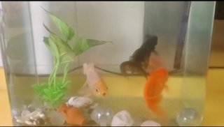 ACUARIO con REGALO de calentadores, filtro y luz.