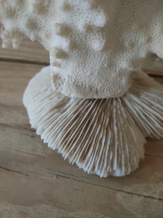 Coral marino decorativo