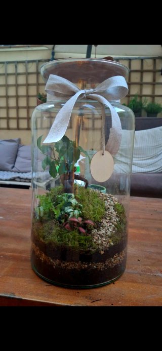 Terrario de plantas grande con tapa de madera