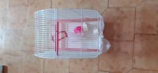 Gabbia Asso di Picche bianca e rosa