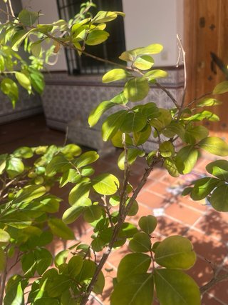 Maceta grande marrón y verde