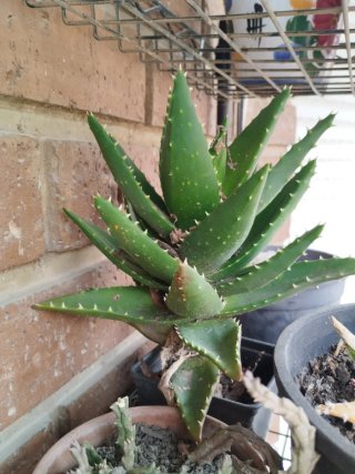 Planta Aloe perfoliata Suculenta