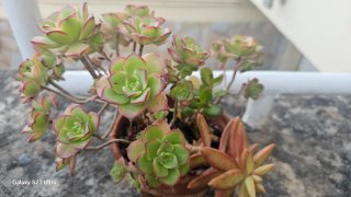 Maceta con planta Aenoneum Kiwi