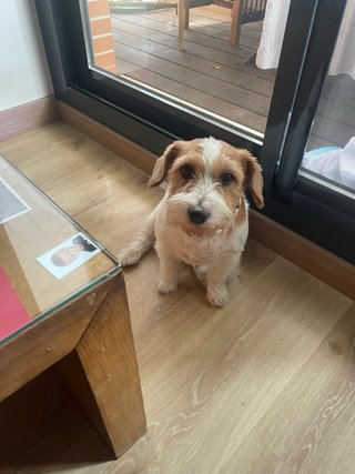 Paseador de perro