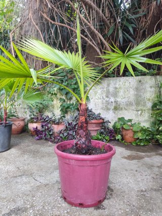 Excelente Planta Palmera Washingtonia 1.70 metros!