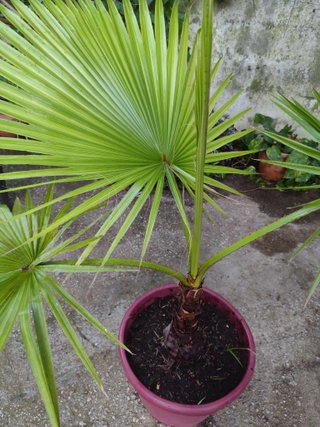 Excelente Planta Palmera Washingtonia 1.70 metros!