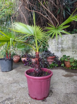 Excelente Planta Palmera Washingtonia 1.70 metros!