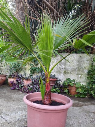 Planta Palmera Washingtonia en Maceta