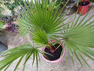 Planta Palmera Washingtonia en Maceta