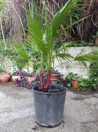 2 Palmeras Washingtonia 1.30m