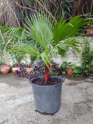 2 Palmeras Washingtonia 1.30m