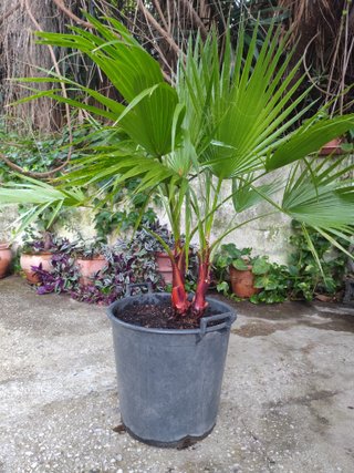 2 Palmeras Washingtonia 1.30m