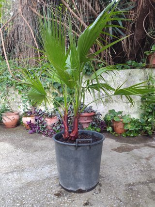 2 Palmeras Washingtonia 1.30m