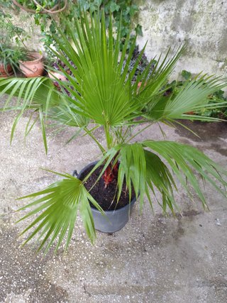 2 Palmeras Washingtonia 1.30m